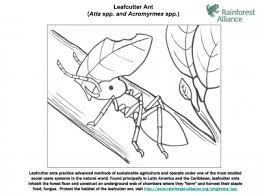 Ants are part of the scientific phylum known as arthropods. Leafcutter Ant Coloring Page Rainforest Alliance