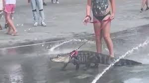 Watch: Girl walks alligator on leash through splash pad on hot day