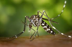 Resultado de imagem para larva do mosquito da dengue