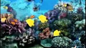 aquarium test