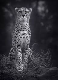cheetah wallpapers for