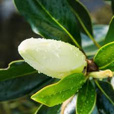 little gem magnolia tree