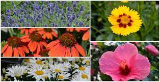 top 10 summer blooming perennials