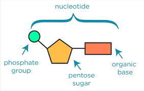 nucleotides nucleic acids flashcards
