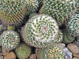 What are the light & temperature requirements for echinocactus. Information On Pincushion Cactus Care