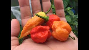 How To Breed Peppers Cross Pollinating To Create A New Variety