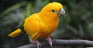 Image result for About Golden Conure