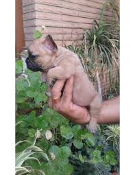 He will not be put in a crate under a plane. French Bulldog Puppies For Sale Gender Male