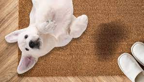 how to get dog out of your carpet