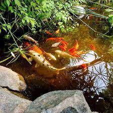 By the way, experts say that one has to take into account the fact that 25% of the brood stock needs to be Encourage Koi Spawning Koi Fish Breeding The Pond Guy