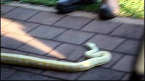 albino darwin carpet python morelia