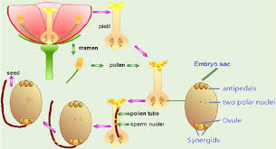 1 life cycle of flowering plants and