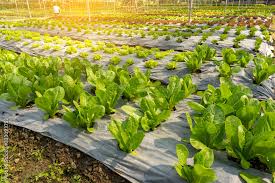 Organic Farmland Baby Cos Lettuce
