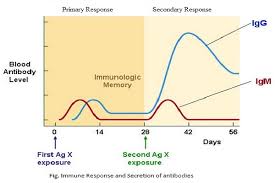 Differences Between Primary And Secondary Immune Response