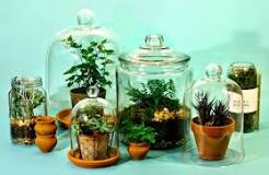 minyatür-bitki-ekosistemi-ne-demektir