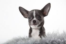 chihuahua puppy wallpaper wall mural