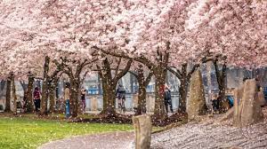 Spring in Bloom - Travel Oregon