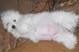 Chó Poodle mang thai