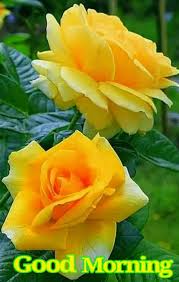 We did not find results for: Good Morning Images With Rose Flowers Good Morning Rose Photo Good Morning