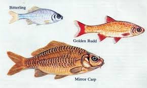 Goldfish The Bestknown Pond Fish Velda Fish Mount From