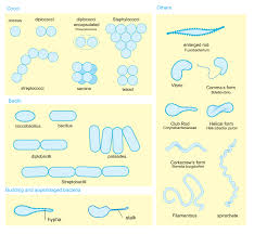 Methods Of Classifying And Identifying Microorganisms