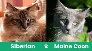 siberian cat vs maine what s the
