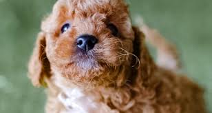 dog owners why cavoodle puppies