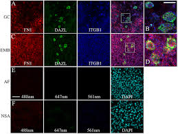 Frontiers Avian Primordial Germ Cells Contribute To And