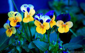 Pansy Wallpapers - Top Free Pansy ...