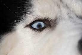 siberian husky dog close up portrait
