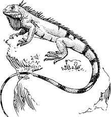 Free printable iguana coloring pages. Lizard Coloring Pages C S W D