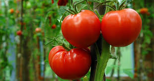 Learn How To Grow The Best Tomatoes