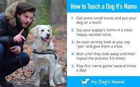 how to teach a dog its name easy guide