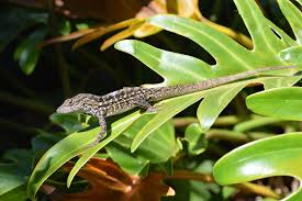 brown anole lizards naturalizing in my