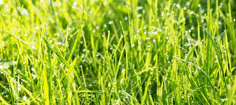 If you're tossing down a nitrogen fertilizer every few weeks and you water it every day you're. How Often To Water Lawn In Summer Abc Blog