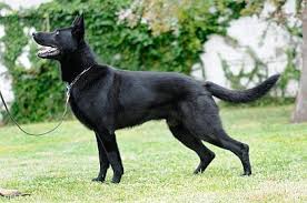 The only difference between a long haired and short haired german shepherd is the length of its fur. 46 Best Black German Shepherd Pictures