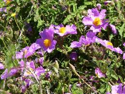 Cistus creticus L. subsp. corsicus (Loisel.) Greuter & Burdet - Portale ...