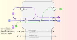 furosemide deranged physiology