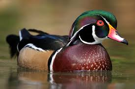 Types Of Ducks With Pictures Photo Gallery