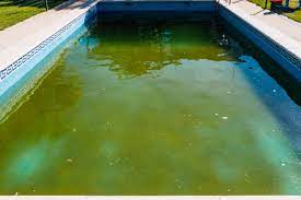 removing algae from pools