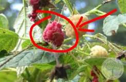 Do all raspberries have worms in them?