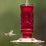 where-should-you-not-hang-a-hummingbird-feeder