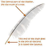 what-are-3-types-of-feathers