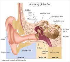 The Inner Workings Of The Inner Ear gambar png