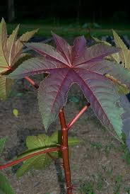 Coolest Plant From The Nc State Fair Castor Bean Ricinus