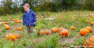 garsons pumpkin picking in esher surrey