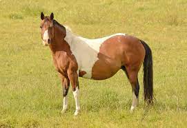your mare s pregnancy nutrition for