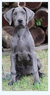 They come with health record of shots. Blue Great Dane Puppies For Sale Near Me Dog Breed