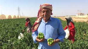 Jordanian reversal on Syrian work permits starts to bear fruit - BBC News