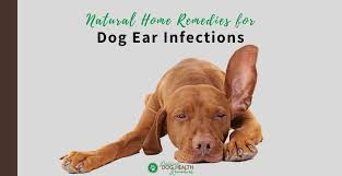 remes for dog ear infections